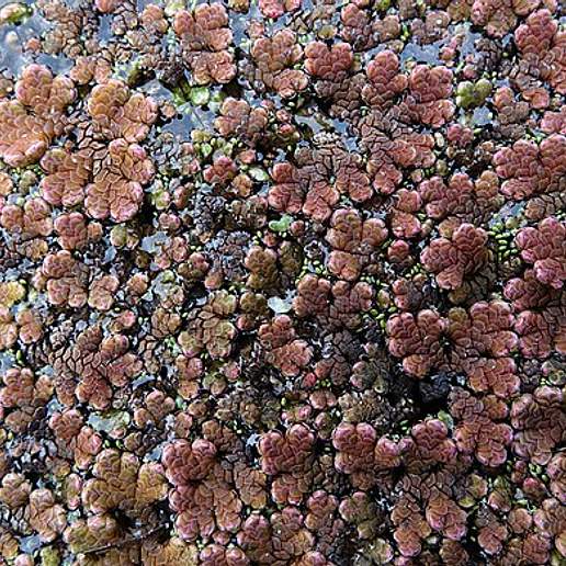 Red Azolla