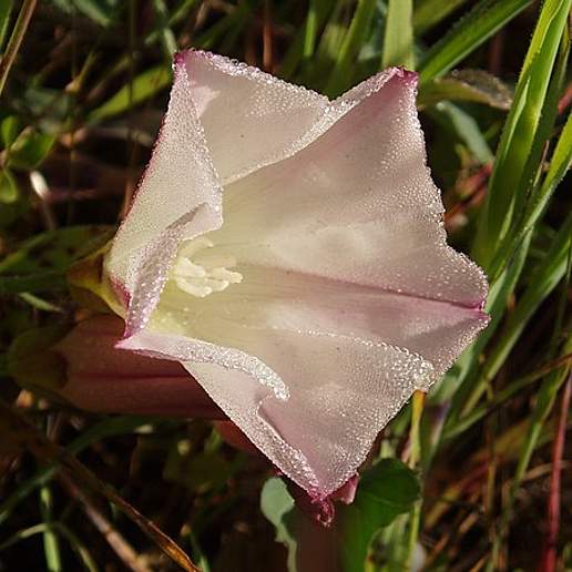 Pacific False Bindweed