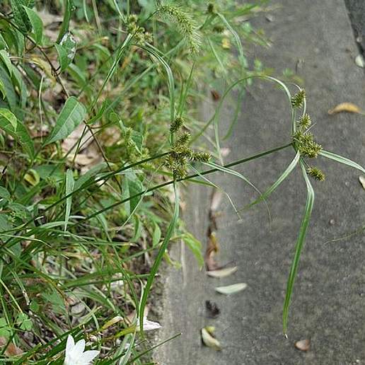 Pacific Island Flatsedge