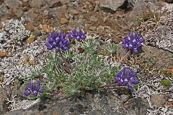 Pacific Lupine