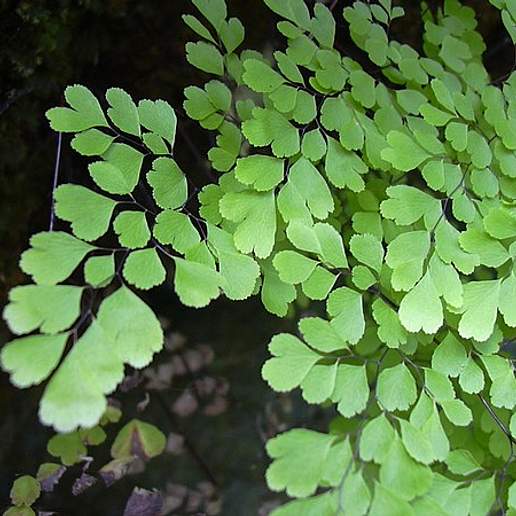 Maidenhair Fern