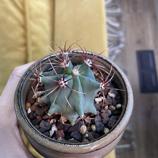 Emory's Barrel Cactus