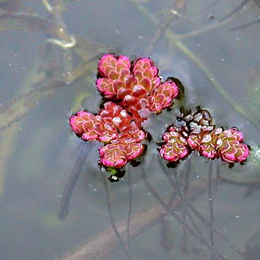 Azolla