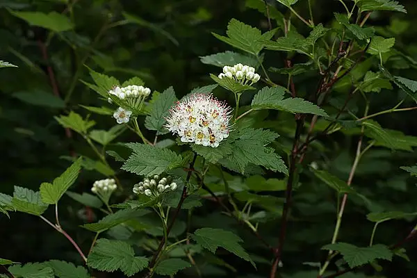 Pacific Ninebark