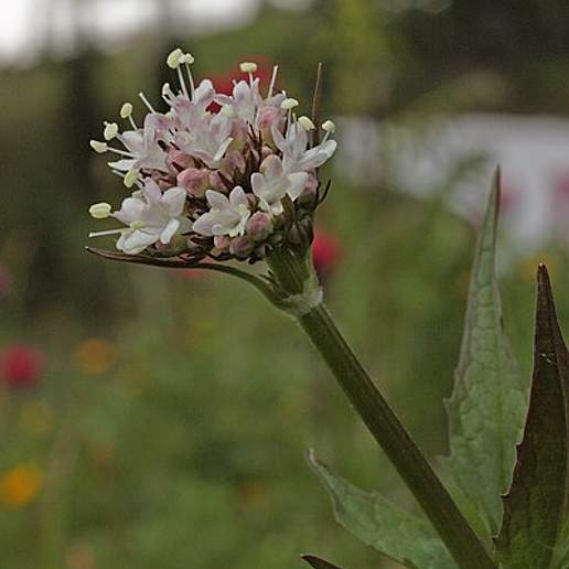 Valerian