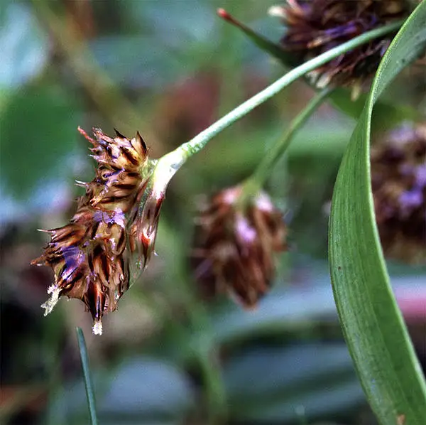 Pacific Woodrush