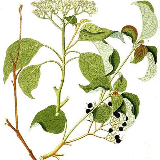 Alternate Leaf Dogwood