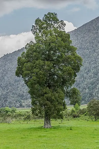 Cedar