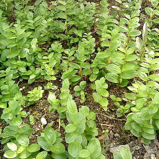 Dwarf Solomon's Seal