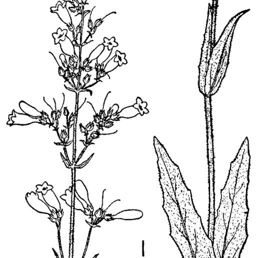 Pale Beardtongue