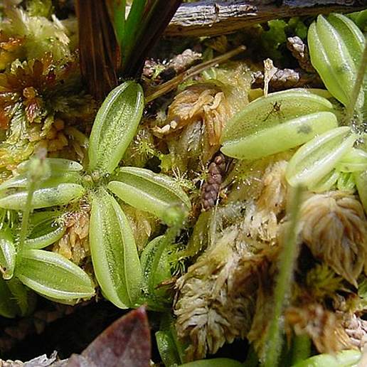 Pale Butterwort