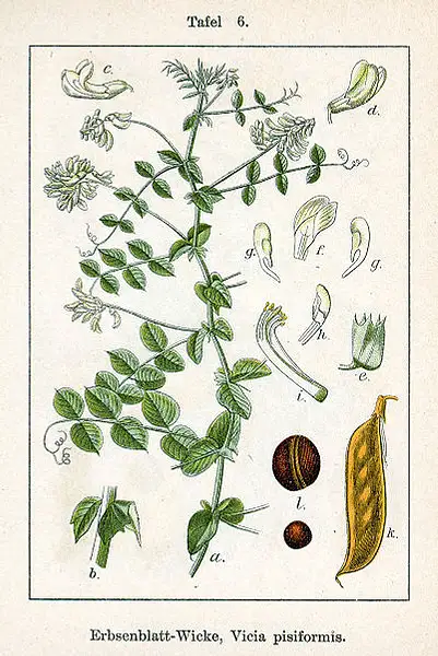 Pale Flowered Vetch
