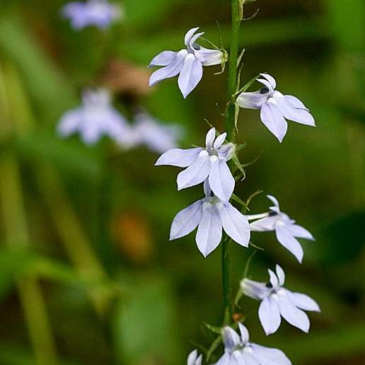 Pale Lobelia