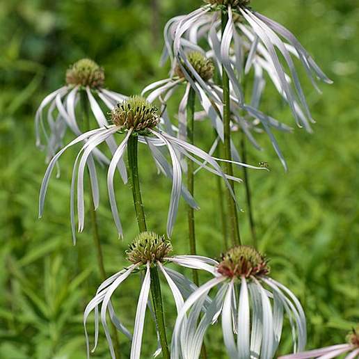 Pale Flower Echinacea