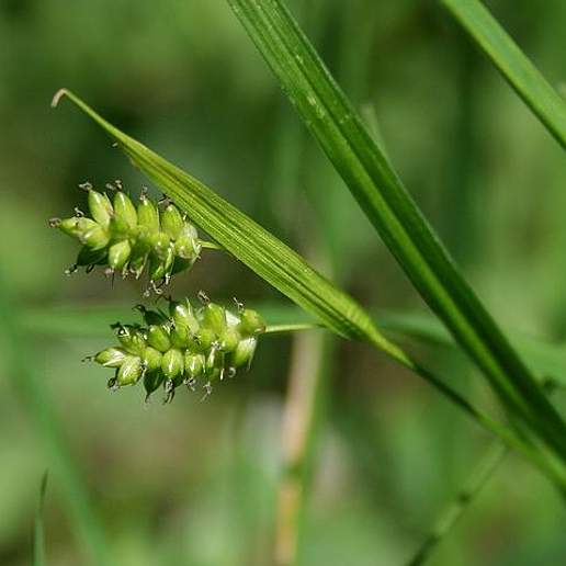 Pale Sedge