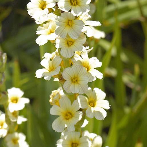 Pale Yellow Eyed Grass