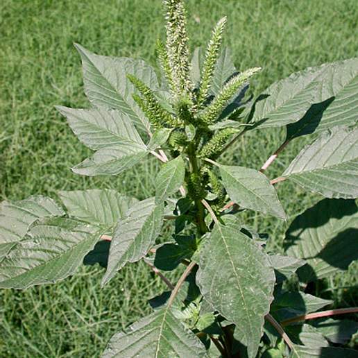 Dioecious Amaranth