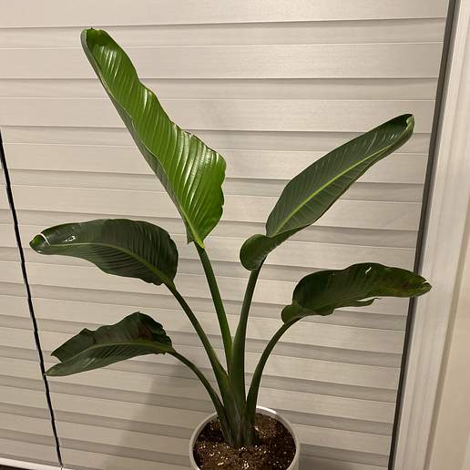 White Bird Of Paradise