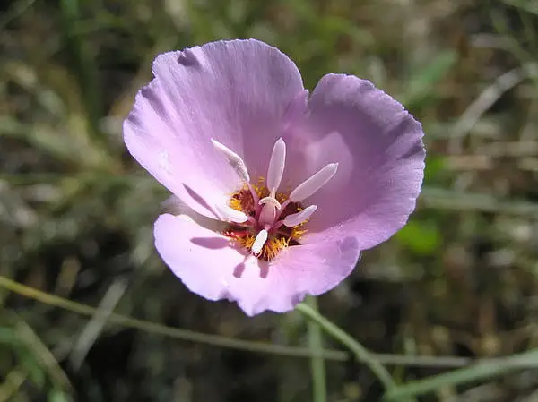 Calochortus Palmeri Paludicola
