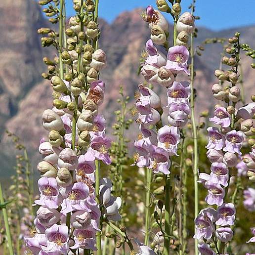 Palmer Penstemon