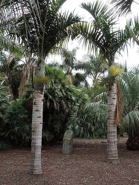 Spindle Palm