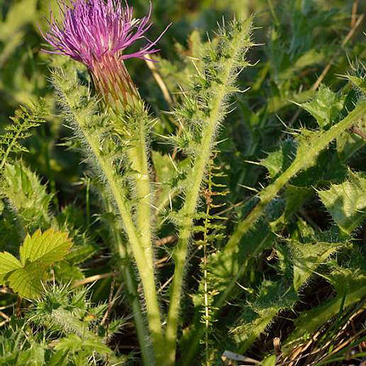 Dwarf Thistle