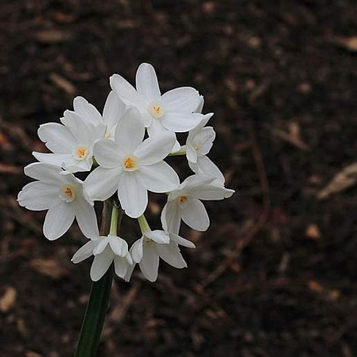 Paper White Daffodil