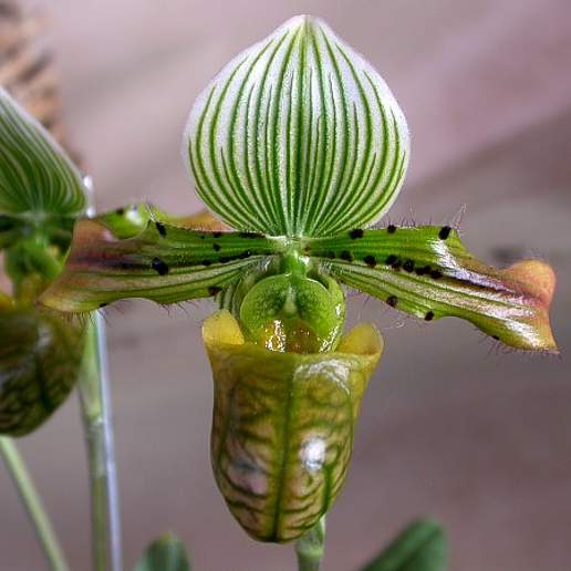 Charming Paphiopedilum