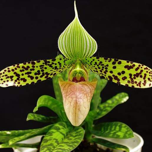Sukhakul's Paphiopedilum