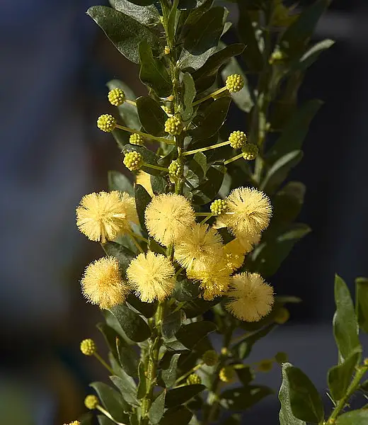 Acacia Hedge