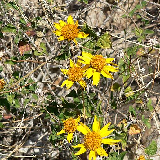 Viguiera Deltoidea Parishii