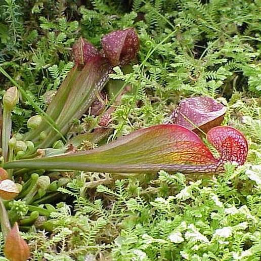 Parrot Pitcherplant