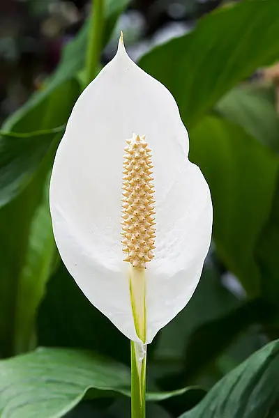 Silver Streak Peace Lily