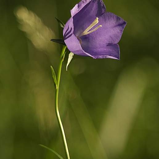 Paper Bellflower