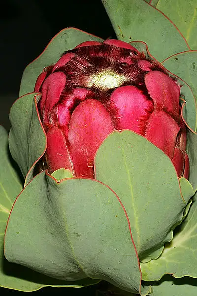 Princess Protea