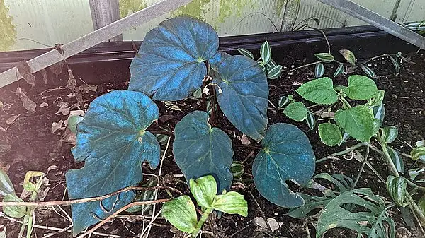 Peacock Begonia