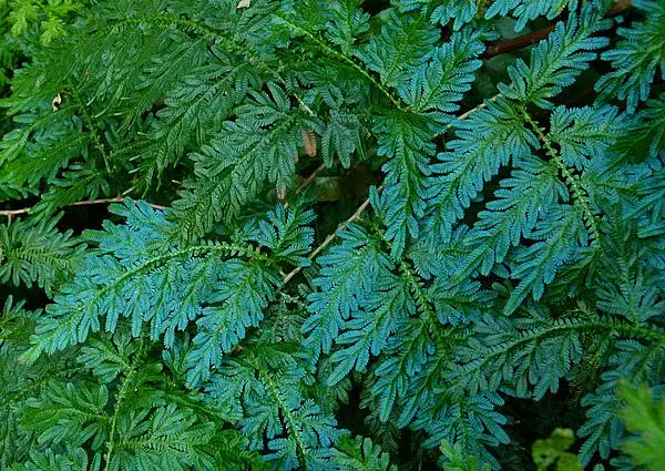 Peacock Fern