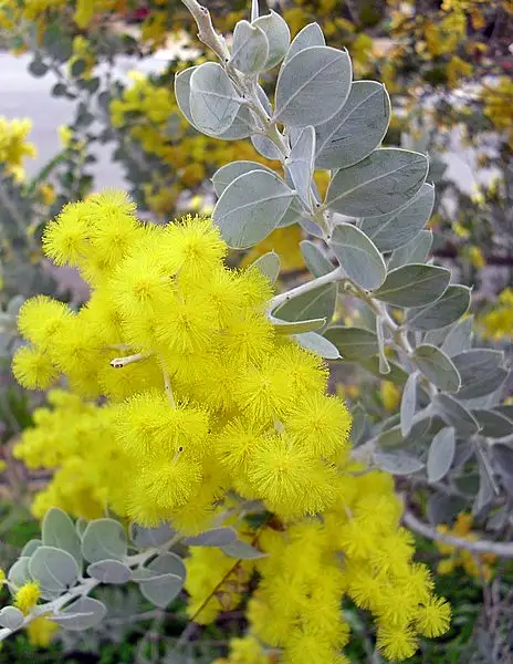 Pearl Wattle