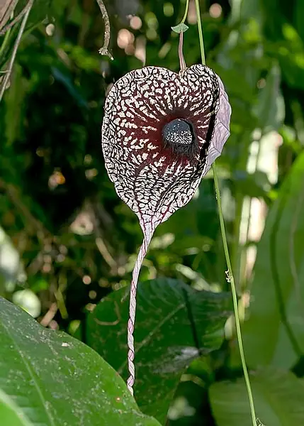 Hog Poison Weed