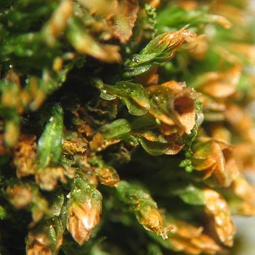 Pellucid Four Tooth Moss