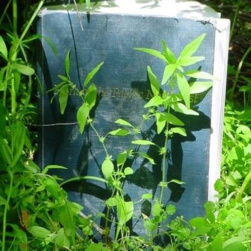 Pennsylvania Pellitory