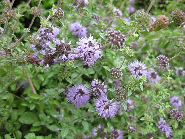 European Pennyroyal