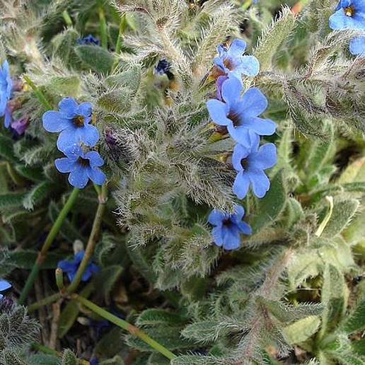 Dyer's Alkanet