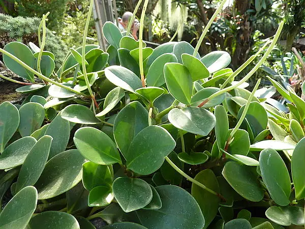 Spoonleaf Peperomia