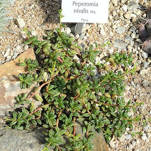 Peperomia nivalis