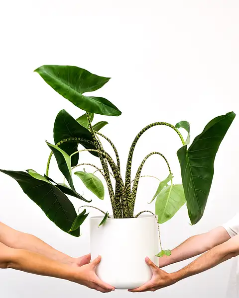 Tiger Plant