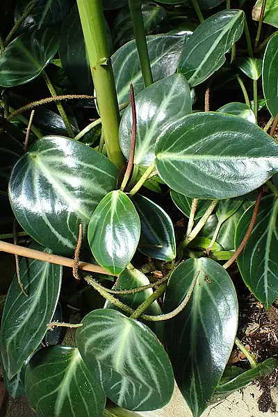 Spotted Stalked Peperomia