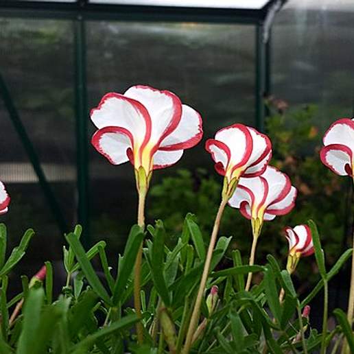 Peppermint Rock Oxalis
