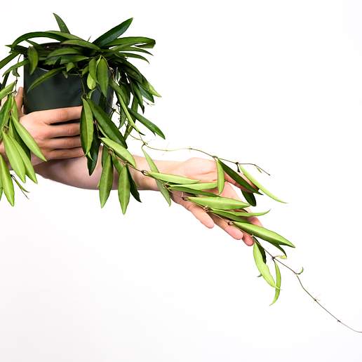 Hoya wayetii