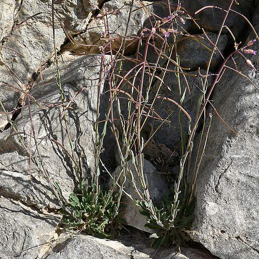 Perennial Rockcress
